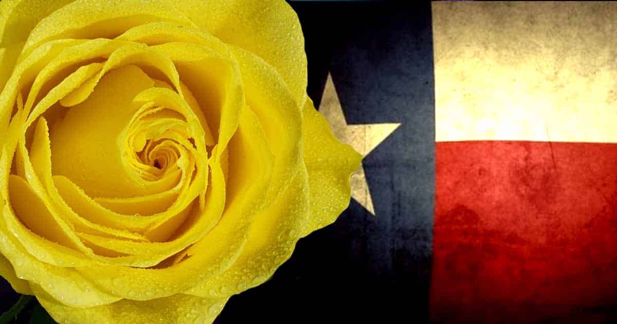 Are You Still Familiar With "The Yellow Rose of Texas"? 2
