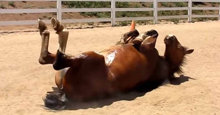 Meet the Funniest Horse on Earth: Archy, The Farting Horse