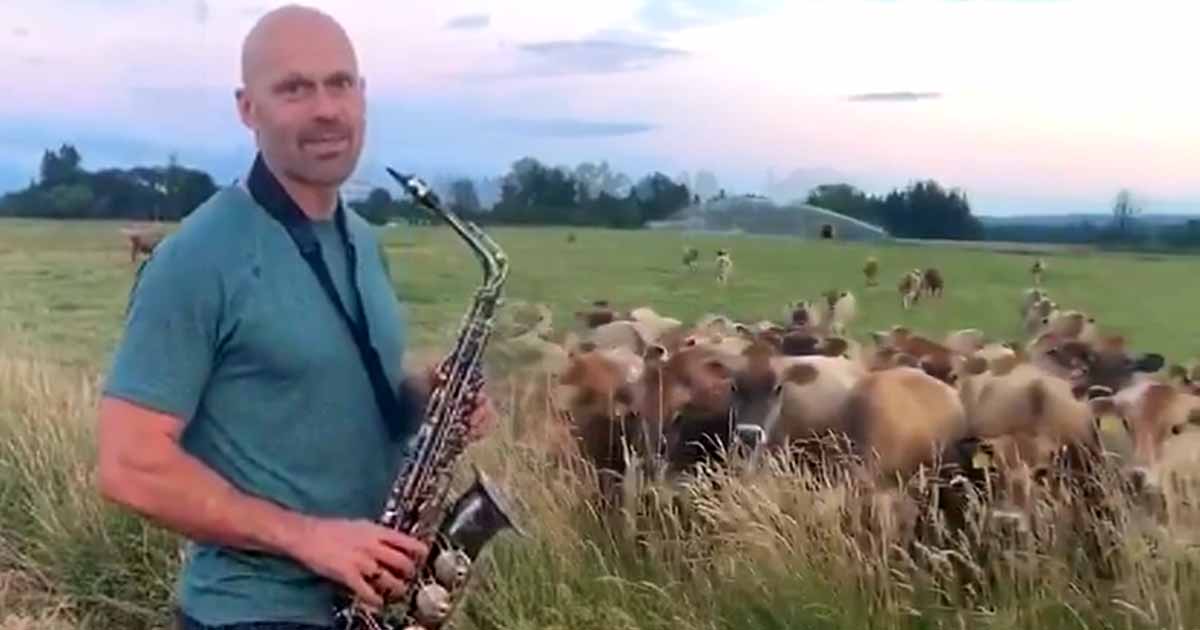Watch this Awesome Dad Serenade A Herd of Happy Cows! 2