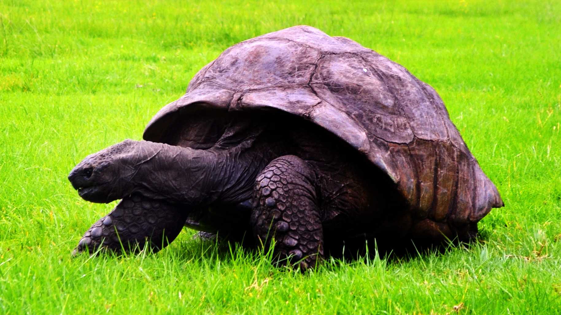 The Giant Tortoise Jonathan