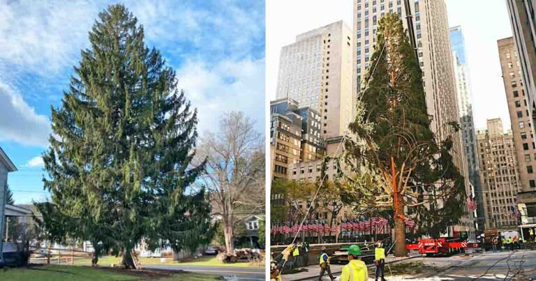 Country Stars to Take Part in the Annual Lighting of the Rockefeller Christmas Tree