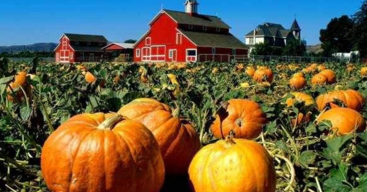 Pumpkin Patches in Arizona To Visit Today