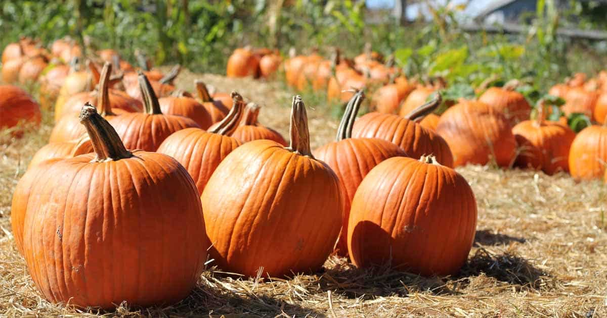 25 Best Pumpkin Patches Near You to Visit with Your Family