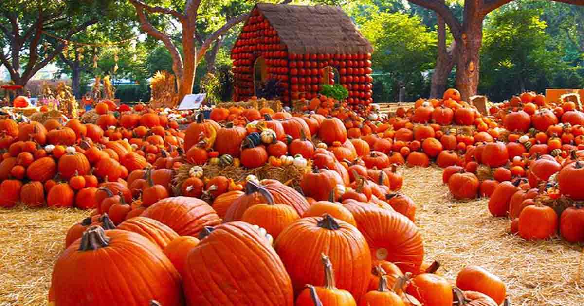 Pumpkin Patches in Hampton Roads Virginia