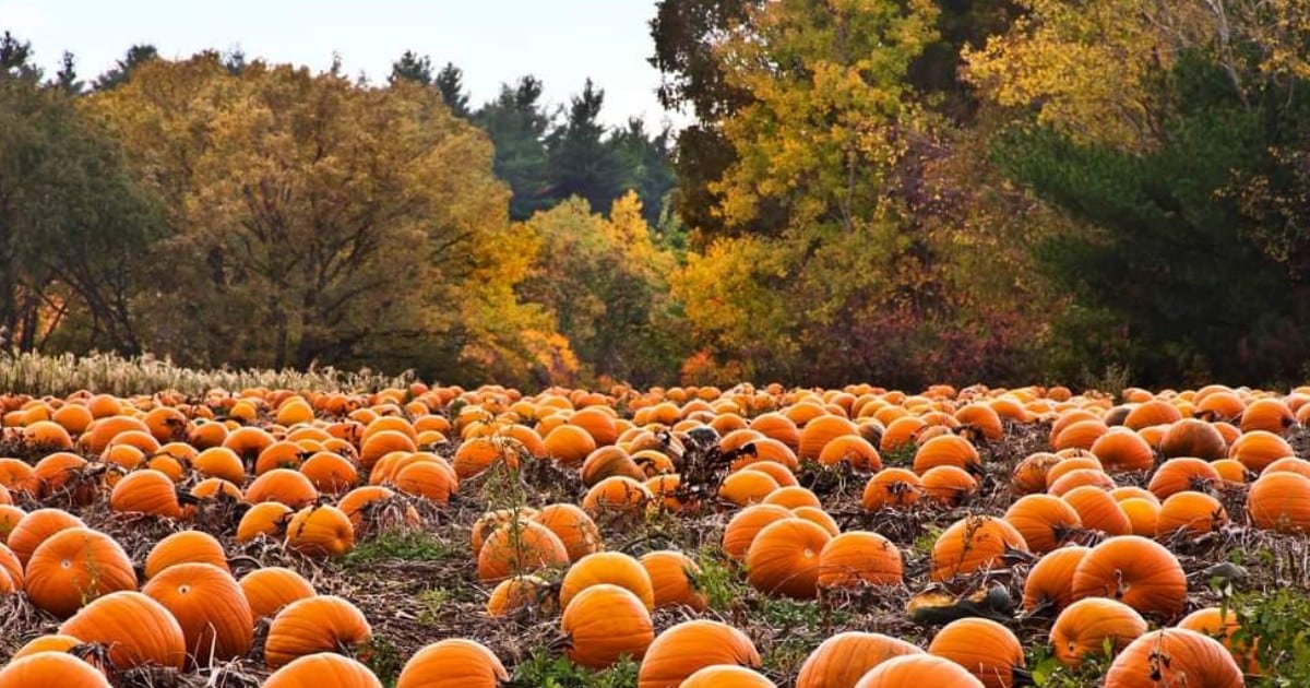 Pumpkin patches in Tulsa