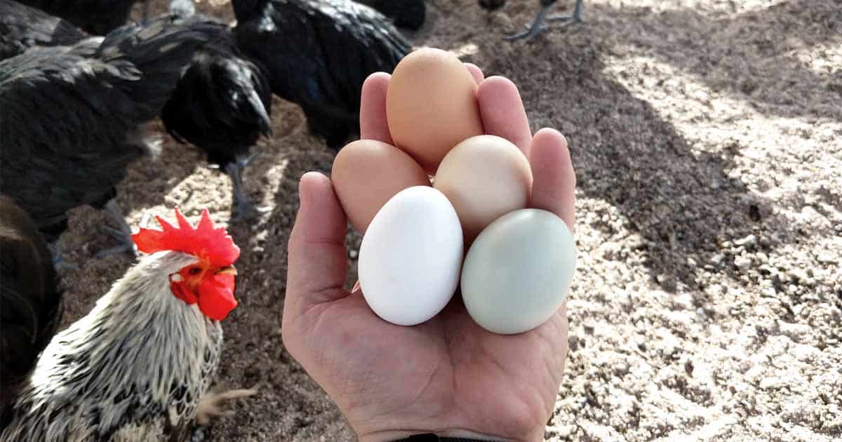 11 Chicken Breeds That Lay Lots Of Eggs