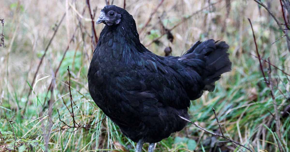 These All-Black Chickens are Incredibly Rare