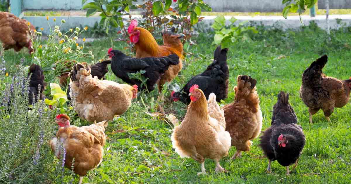 10 Rare Chicken Breeds