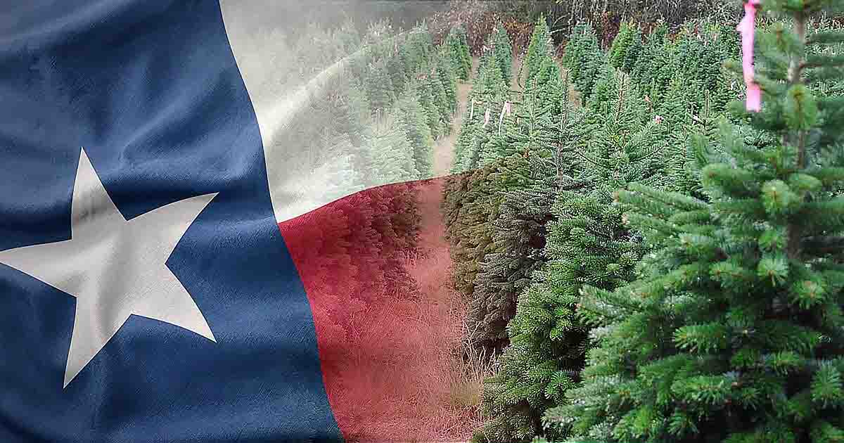 10 Texas Christmas Tree Farms