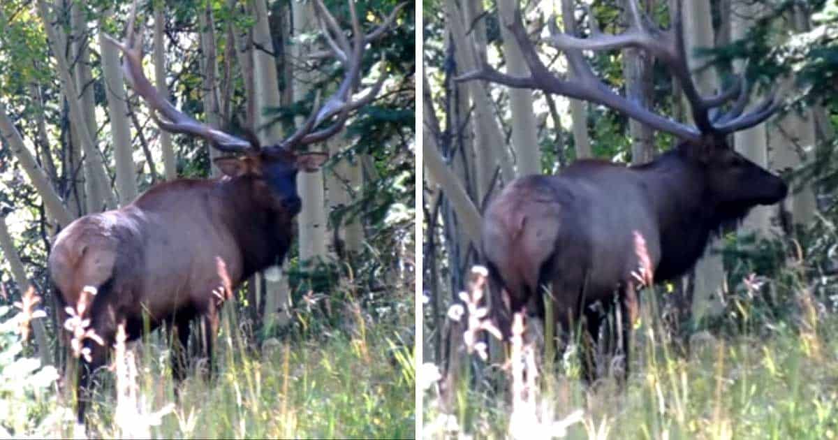 Hunter Films World Record Elk In Colorado Wilderness