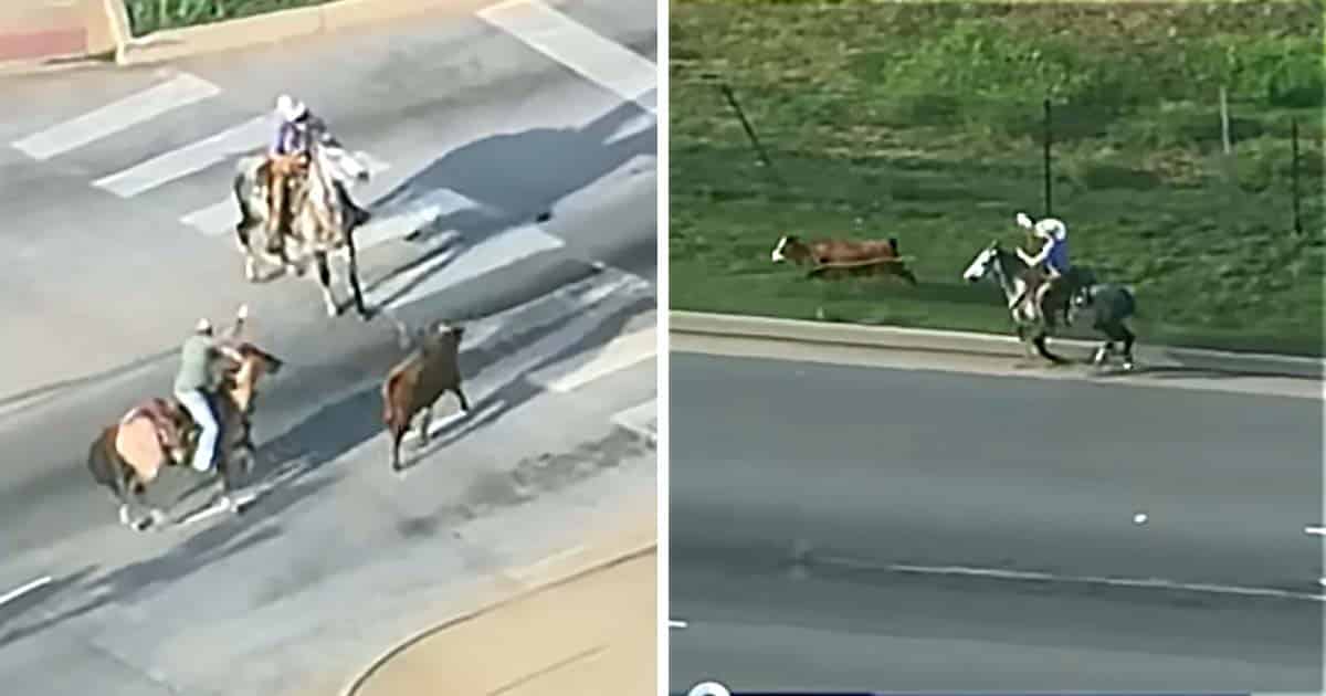 Cowboys Lasso Cow Running Down Busy Oklahoma City Highway